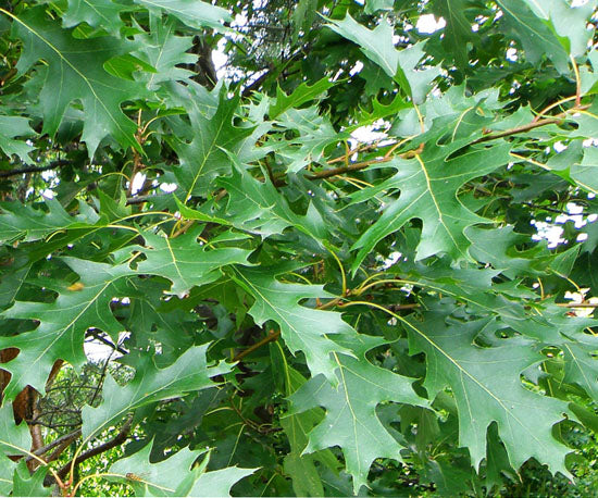 Red Oak (Quercus rubra)
