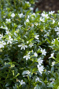 False Heather White (Cuphea hyssopifolia)