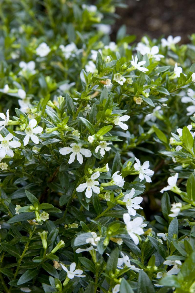 False Heather White (Cuphea hyssopifolia) - Ladybird Nursery