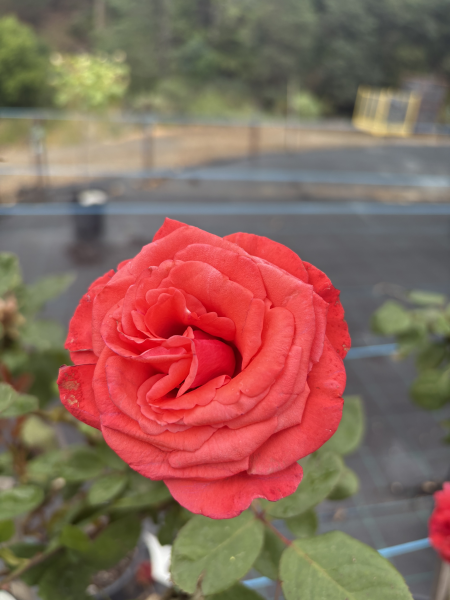 Rose ‘Ilona’ (Bareroot)