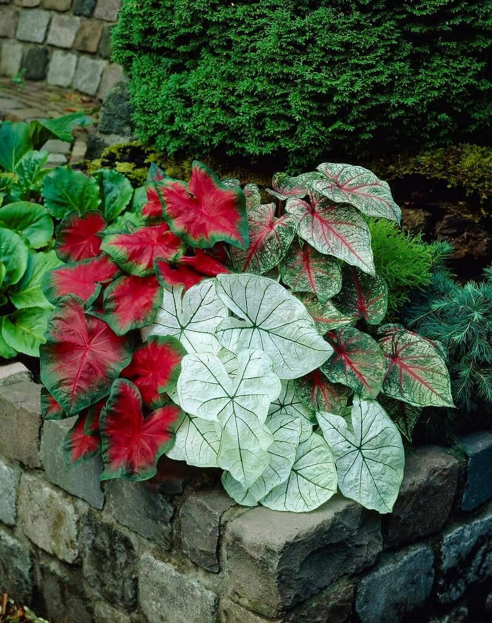 Caladium Assorted (Caladium spp.)
