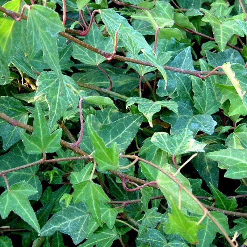 Ivy Green (Hedera spp.) - Ladybird Nursery