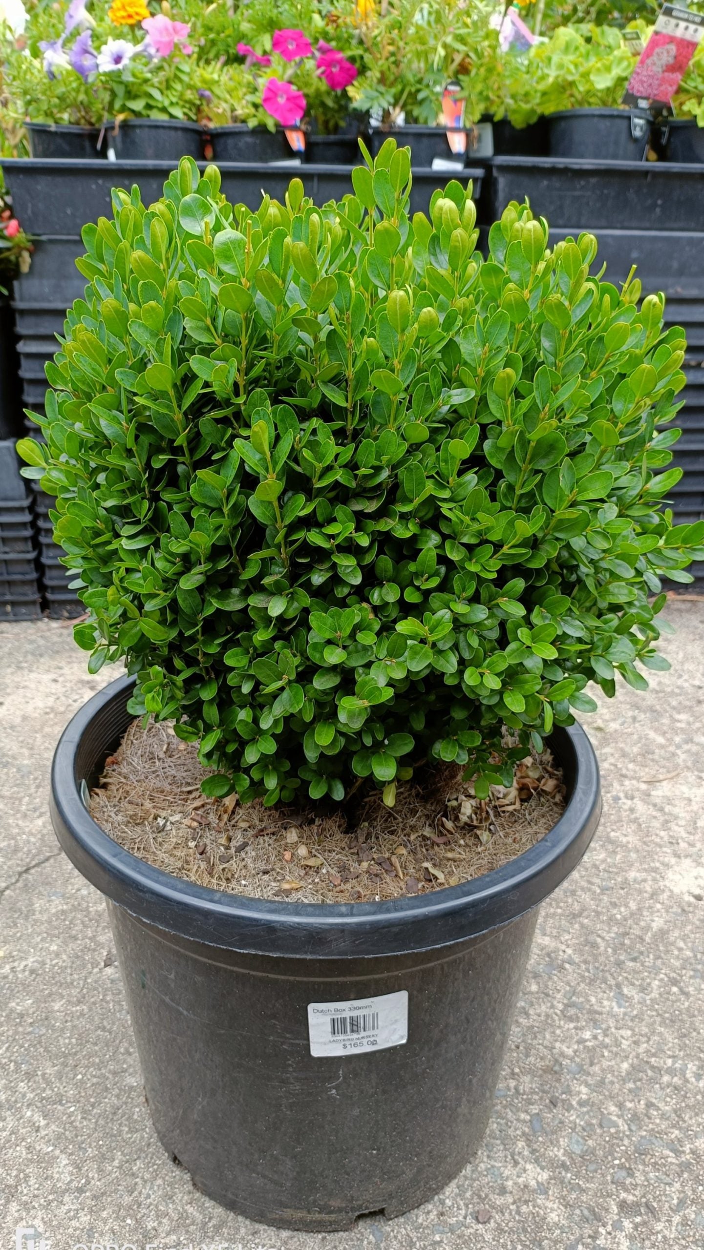 Dutch box 330mm pot (PICK UP ONLY)