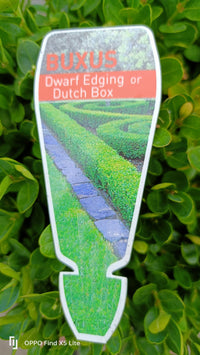 Dutch box 330mm pot (PICK UP ONLY)