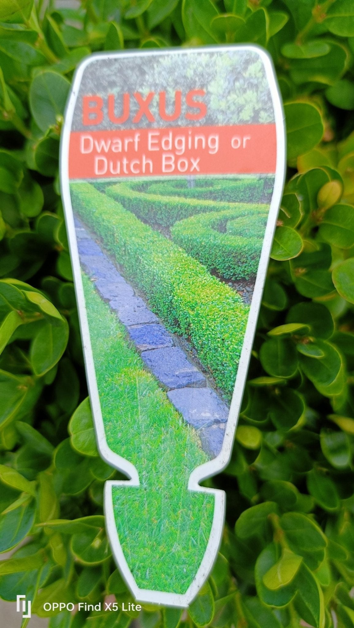 Dutch box 330mm Pot (PICK UP ONLY) - Ladybird Nursery