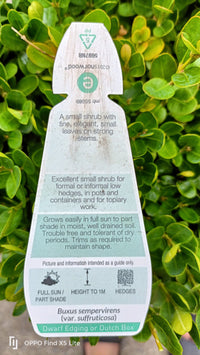 Dutch box 330mm pot (PICK UP ONLY)