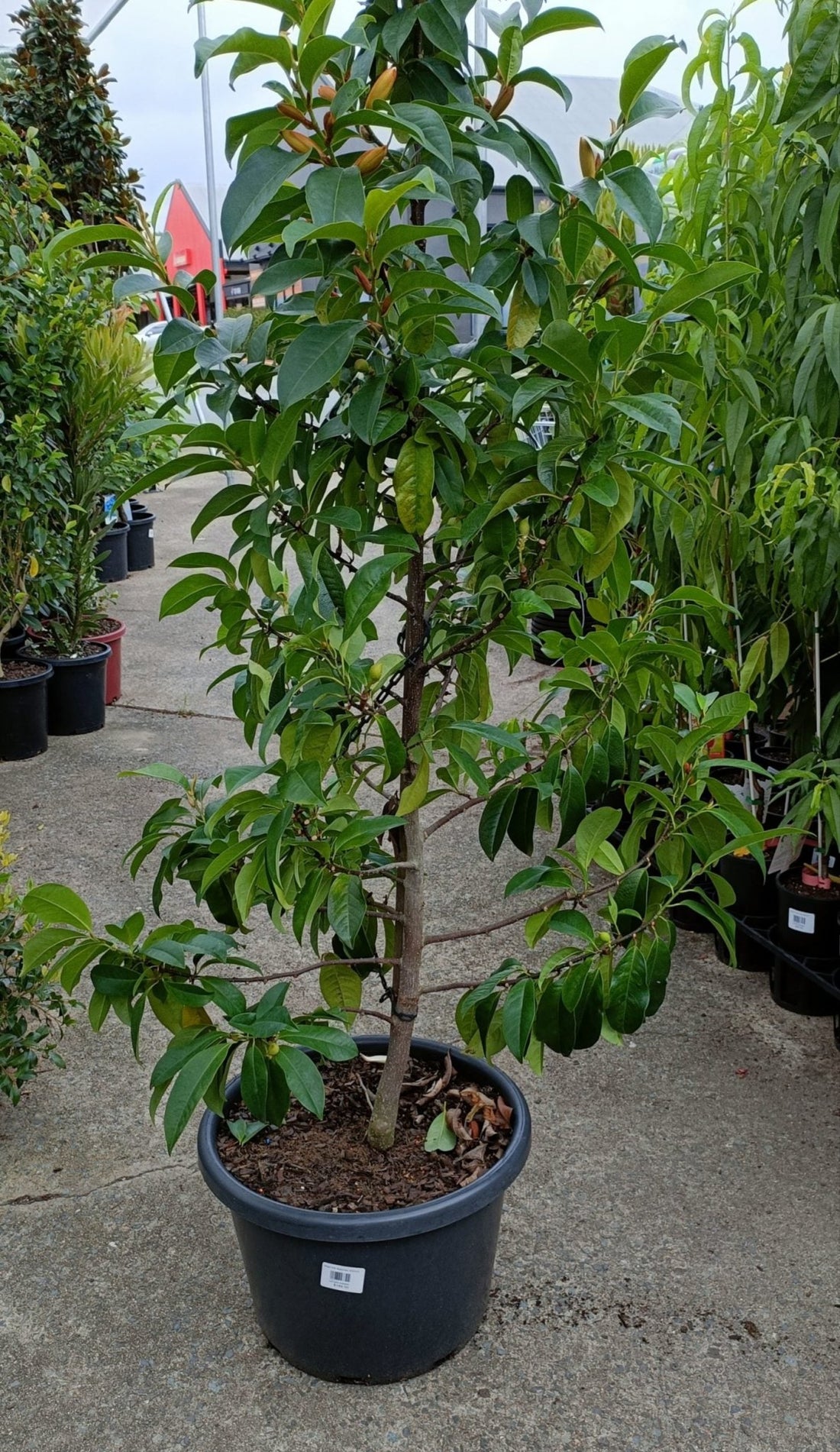 Michelia 'Bubbles' 400mm Pot (Pickup Only) - Ladybird Nursery