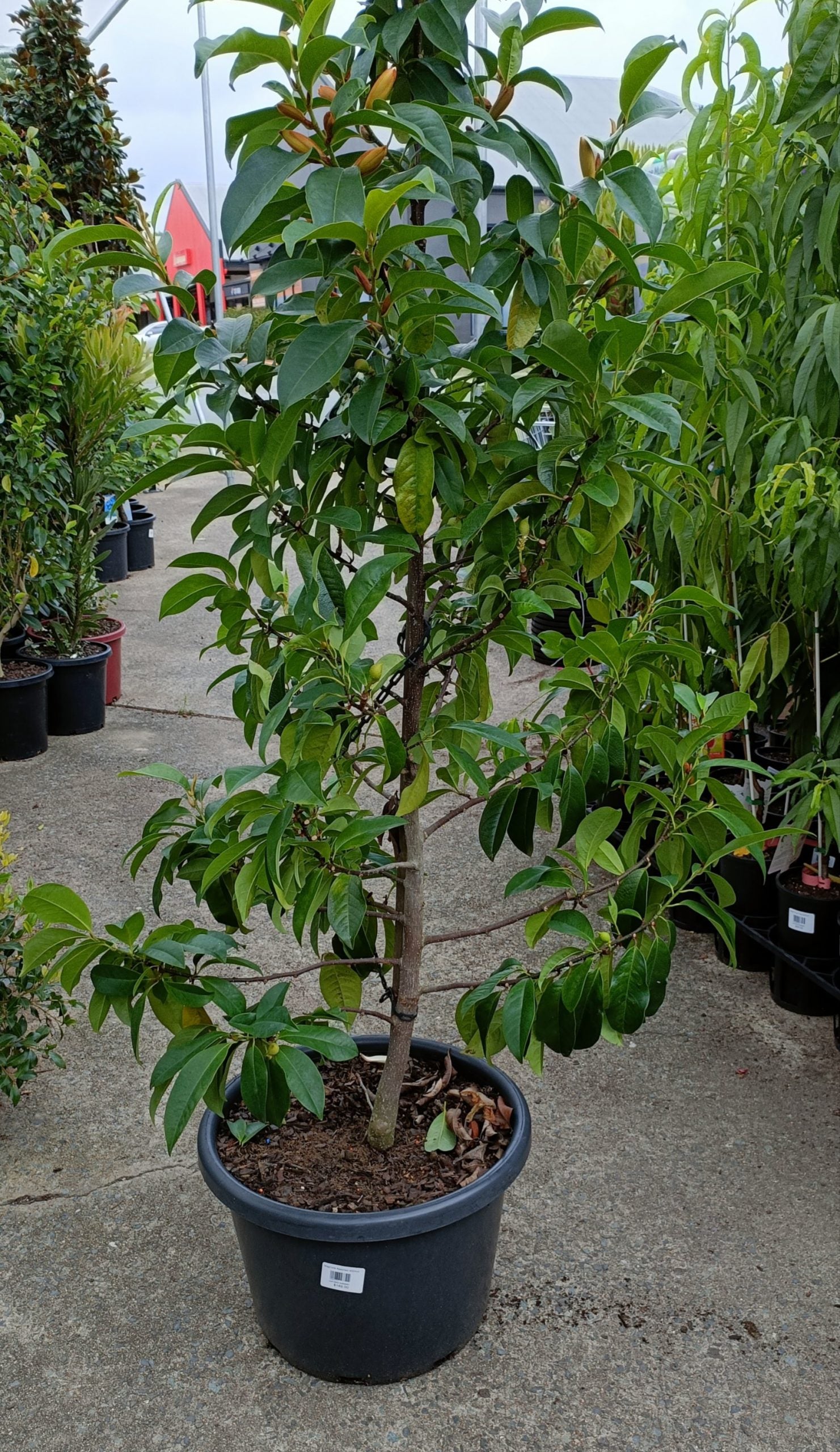 Michelia 'Bubbles' 400mm Pot (Pickup Only)