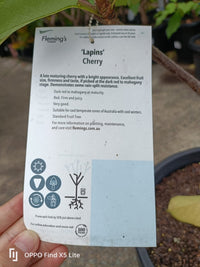 Cherry 'Lapins' Advanced (Pickup Only) - Ladybird Nursery