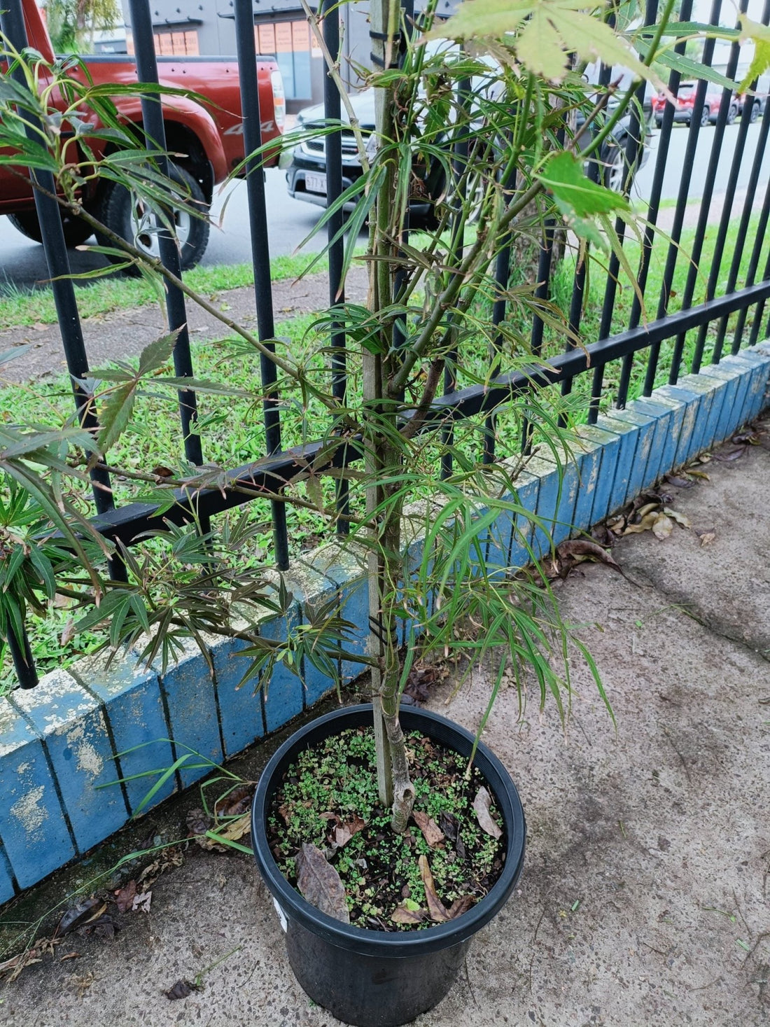 Japanese maple 300mm (PICK UP ONLY) - Ladybird Nursery