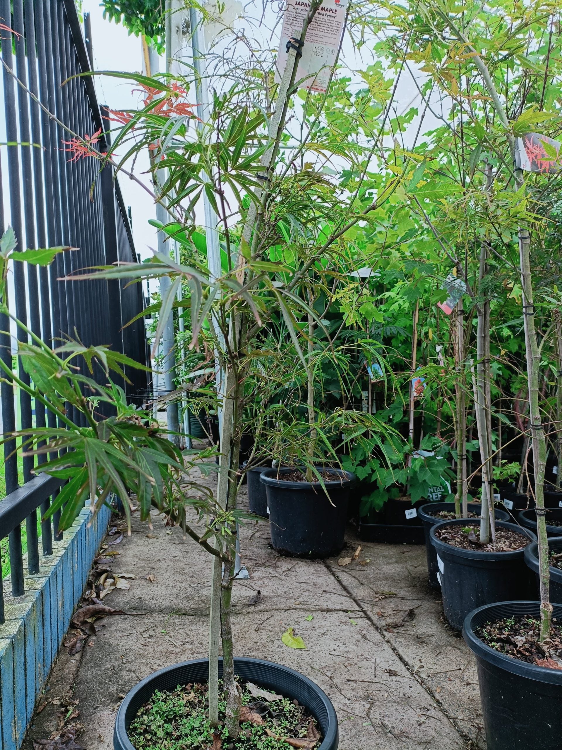 Japanese maple 300mm (PICK UP ONLY)