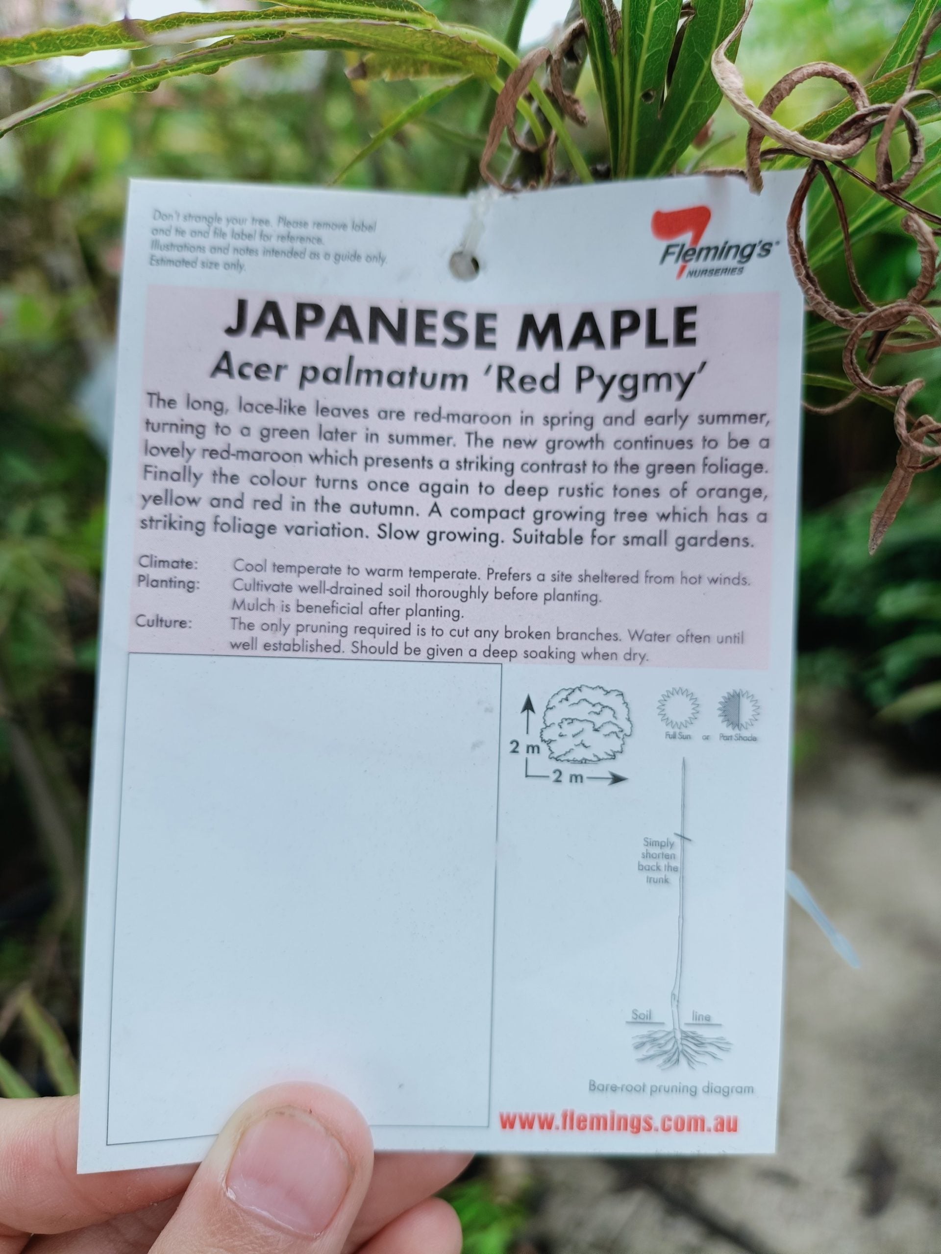 Japanese maple 300mm (PICK UP ONLY)