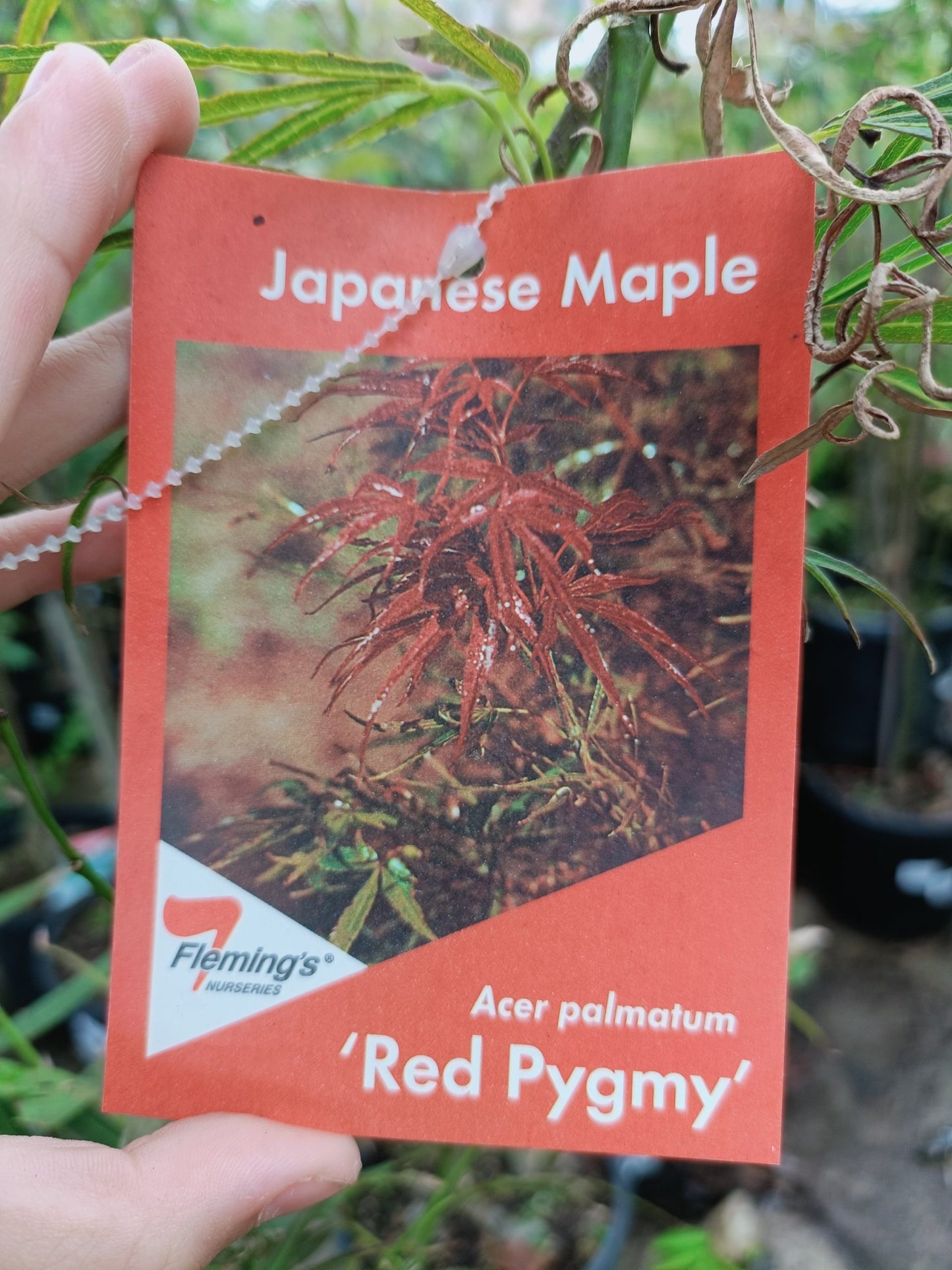 Japanese maple 300mm (PICK UP ONLY)