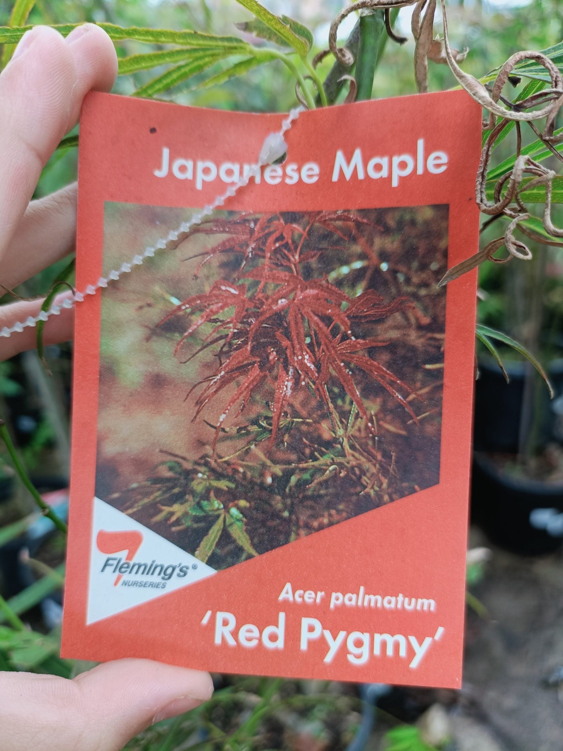 Japanese maple 300mm (PICK UP ONLY)