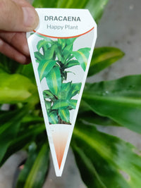 Happy Plant Totem 300mm Pot PICK UP ONLY