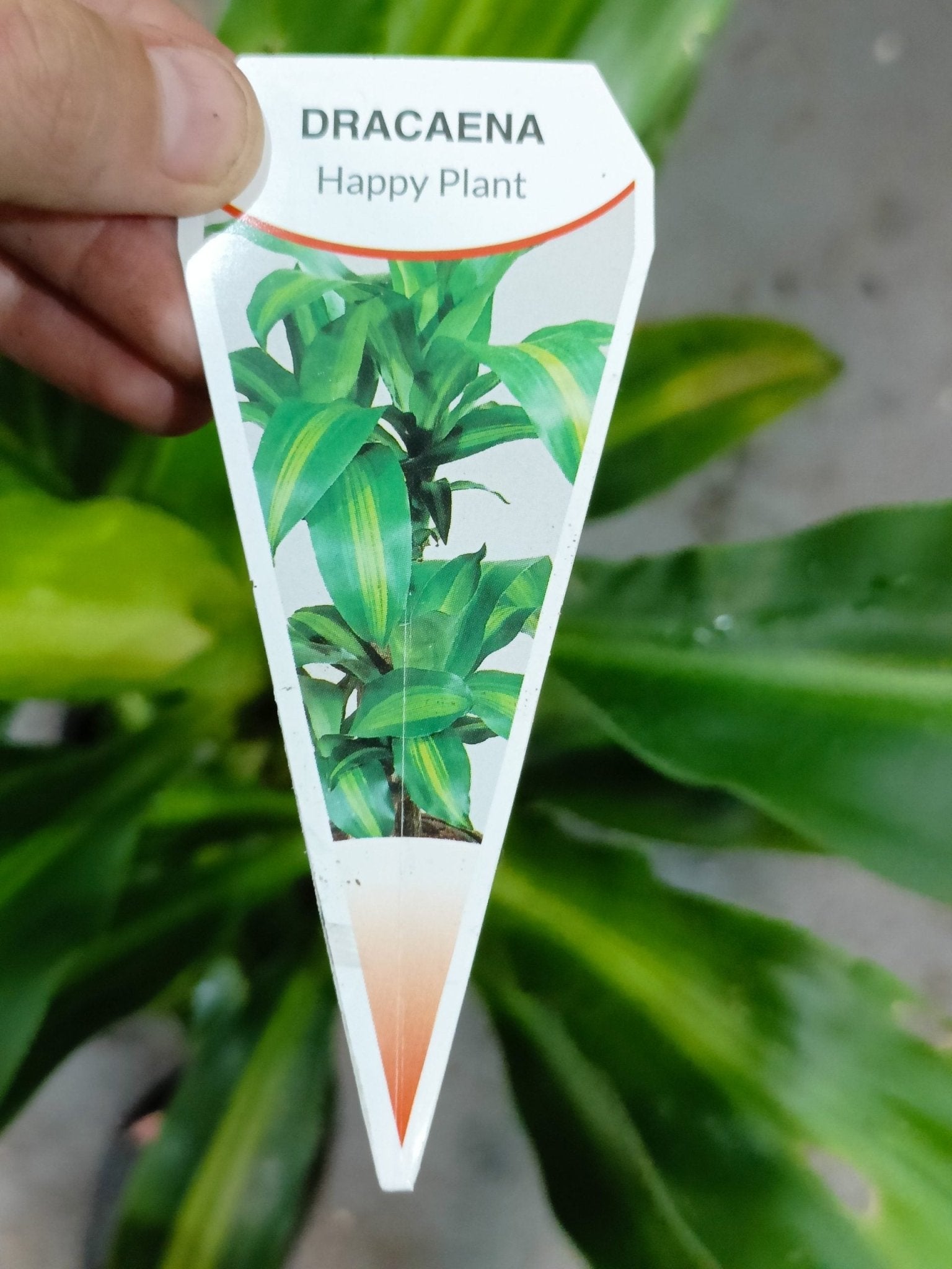 Happy Plant Totem 300mm Pot PICK UP ONLY - Ladybird Nursery