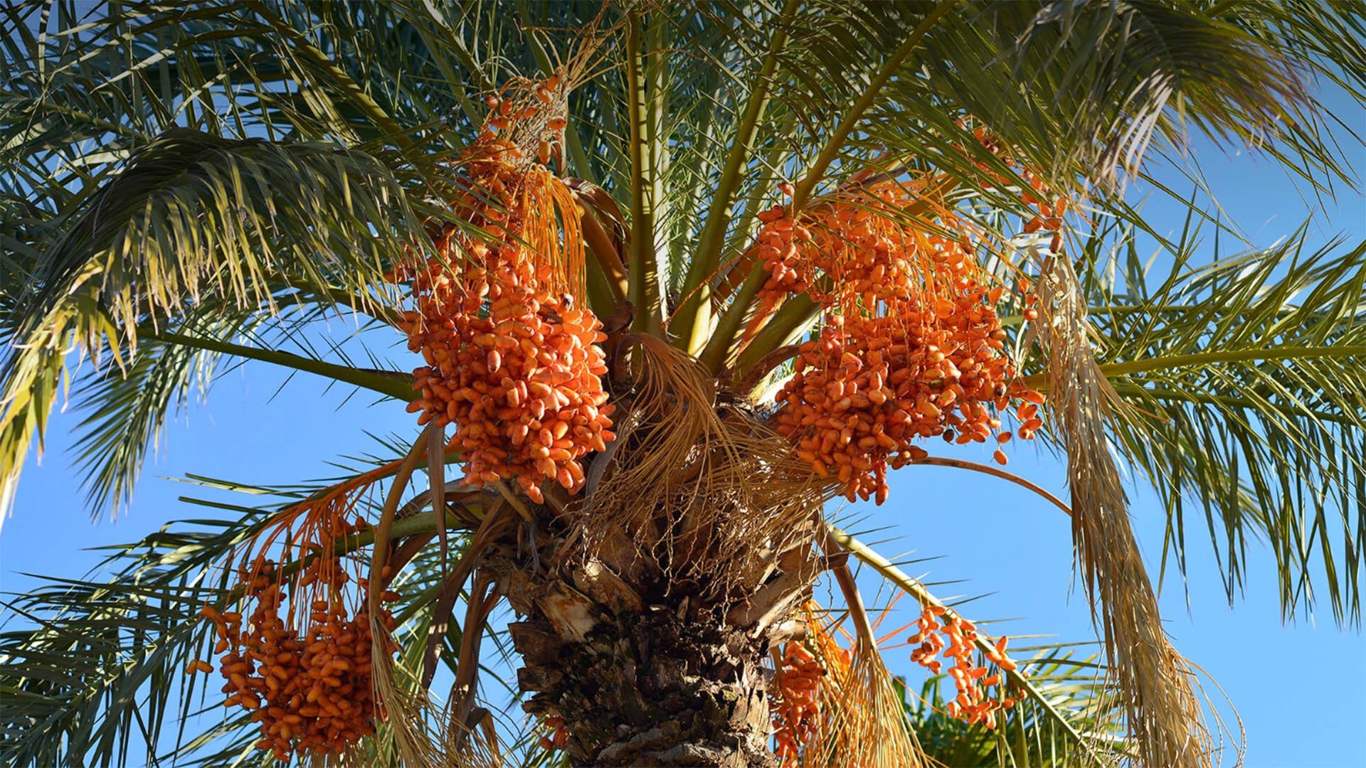 Honey Barhee Date Palm