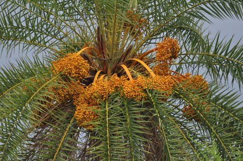 Honey Barhee Date Palm