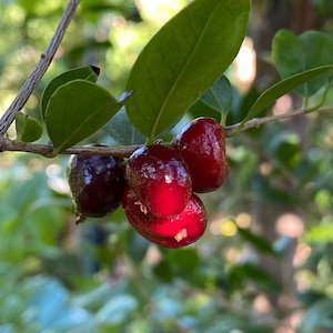 Nangapire (Eugenia repanda) - Ladybird Nursery