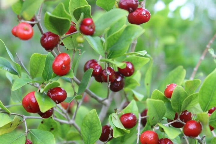 Nangapire (Eugenia repanda) - Ladybird Nursery