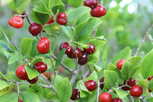Nangapire (Eugenia repanda)