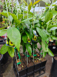 Avocado Sharwill (B Type) Medium