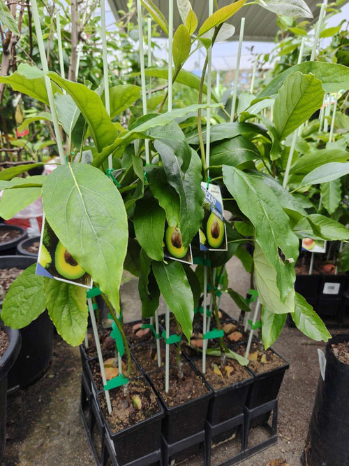 Avocado Sharwill (B Type) Medium - Ladybird Nursery