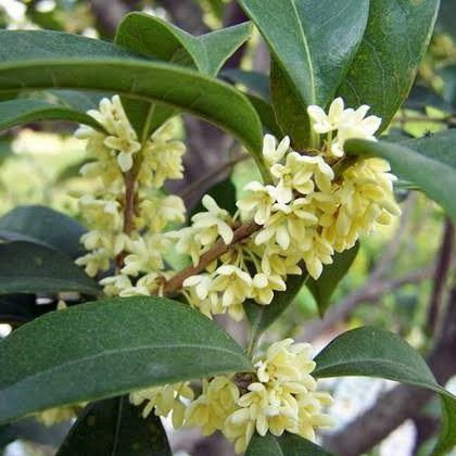 Osmanthus fragrans (Sweet Olive) - Medium - Ladybird Nursery