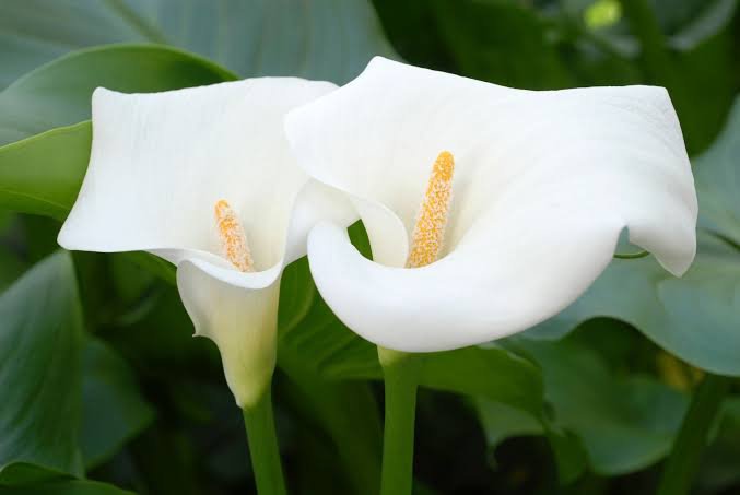 Arum Lily- White (Zantedeschia aethiopica)