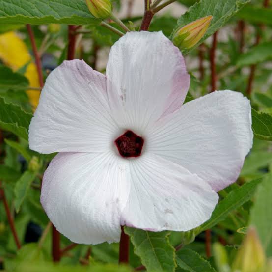 Native Hibiscus 'Aussie Pearl' - Ladybird Nursery