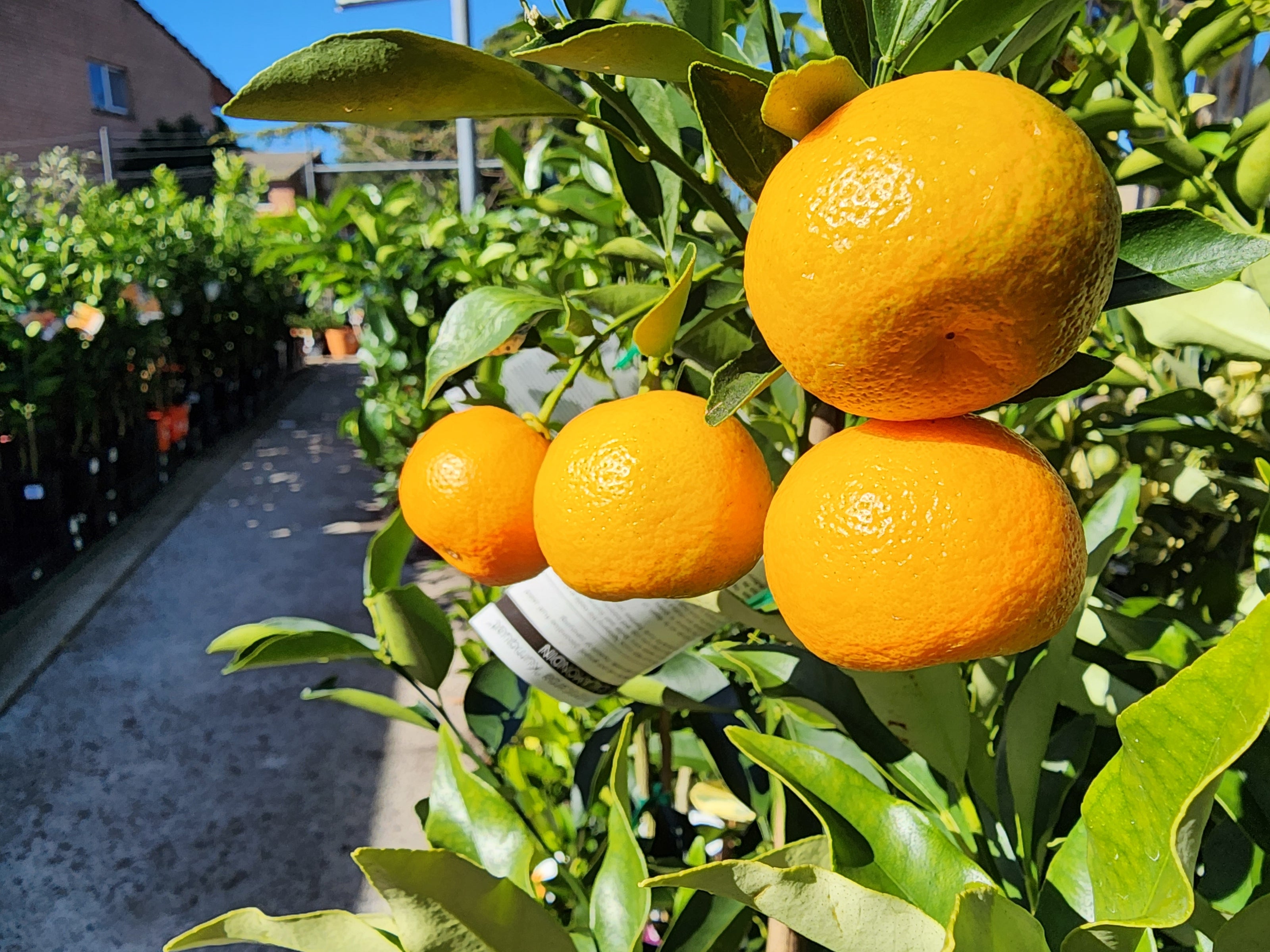 Close-up of ripe bright orange mandarins hanging on leafy green branches in an outdoor garden setting