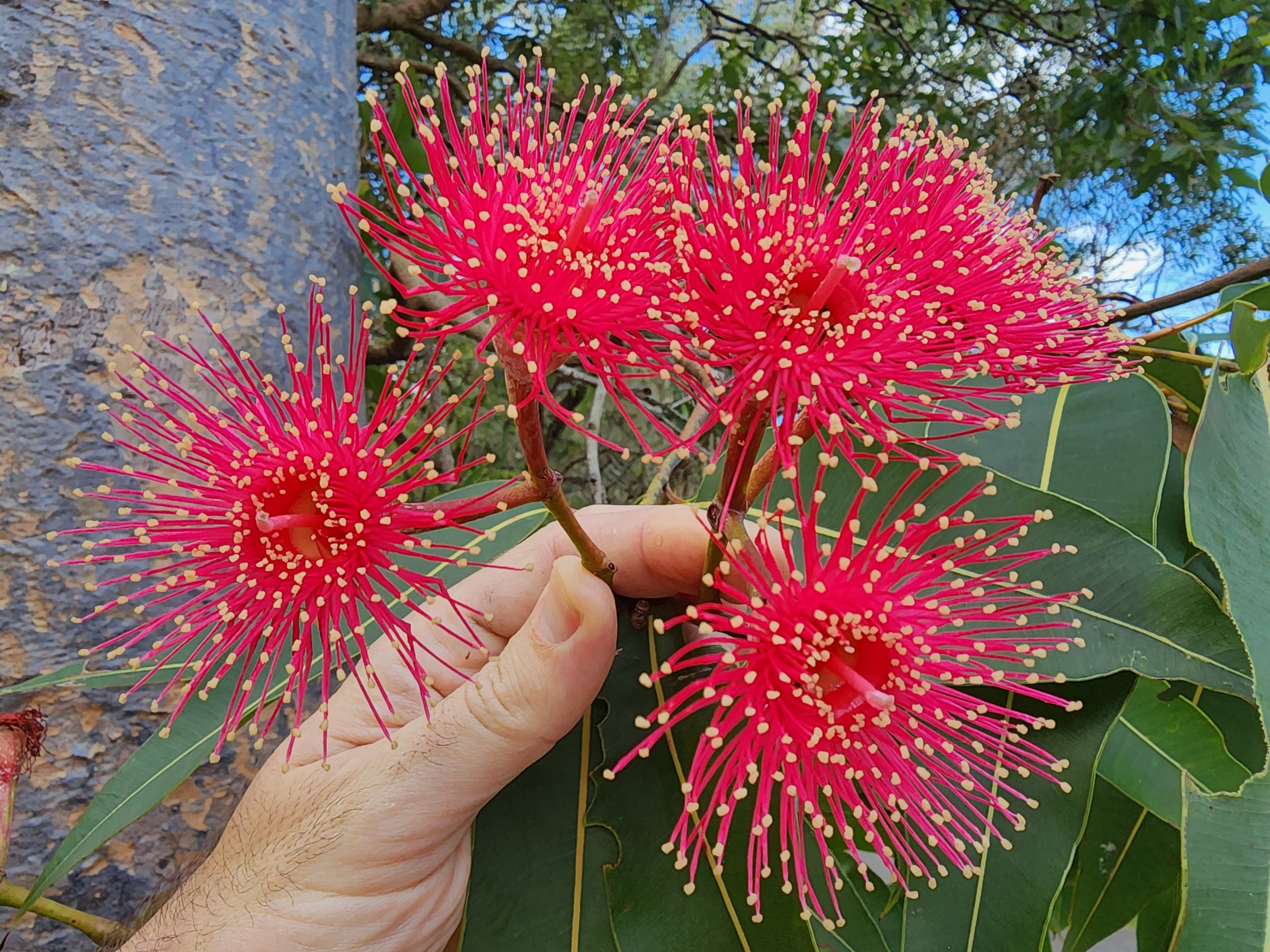 Hand holding vibrant red flower spikes with yellow tips and broad green leaves against sky backdrop