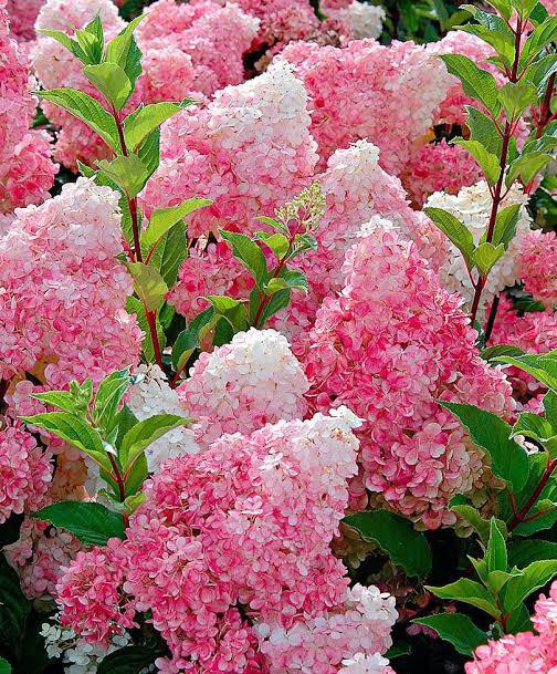 Hydrangea paniculata 'Sundae Fraise'