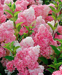 Hydrangea paniculata 'Sundae Fraise'