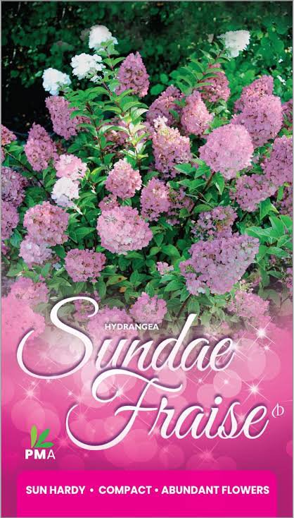 Hydrangea paniculata 'Sundae Fraise'