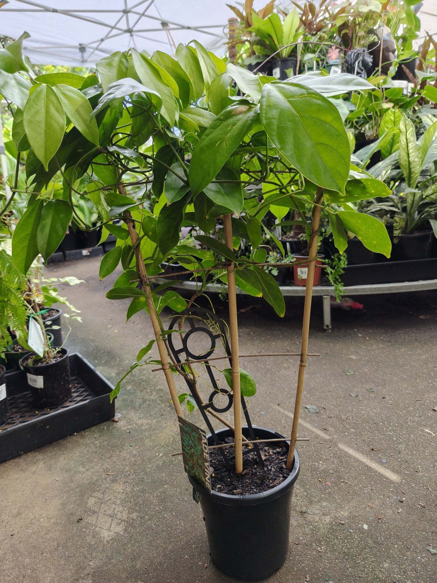 Strongylodon macrobotrys (Jade Vine)