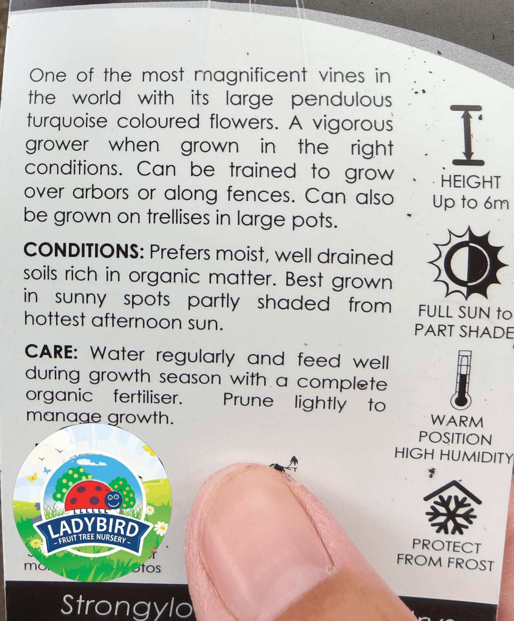 Strongylodon macrobotrys (Jade Vine) - Ladybird Nursery