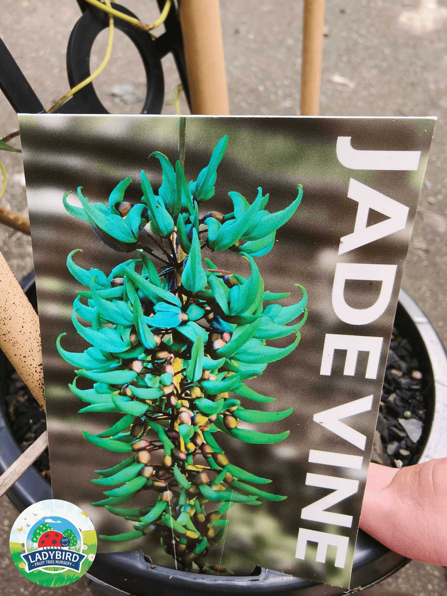 Strongylodon macrobotrys (Jade Vine)