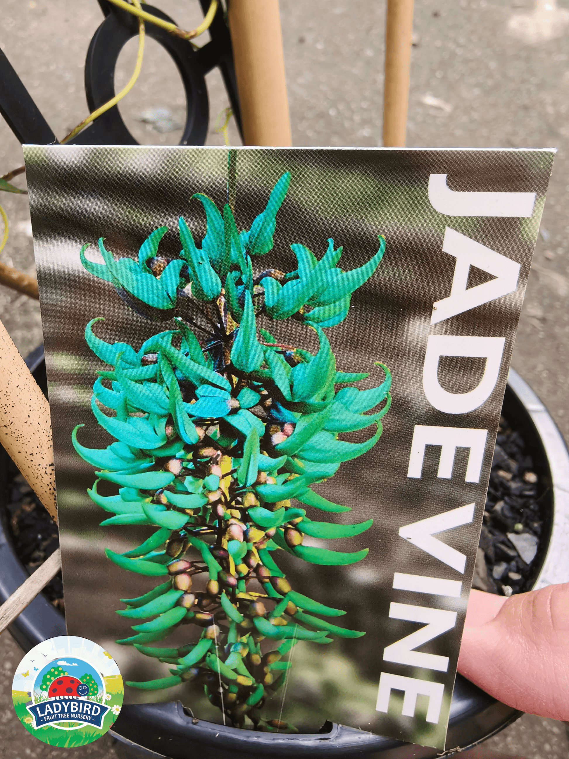 Strongylodon macrobotrys (Jade Vine)