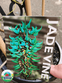 Strongylodon macrobotrys (Jade Vine) - Ladybird Nursery