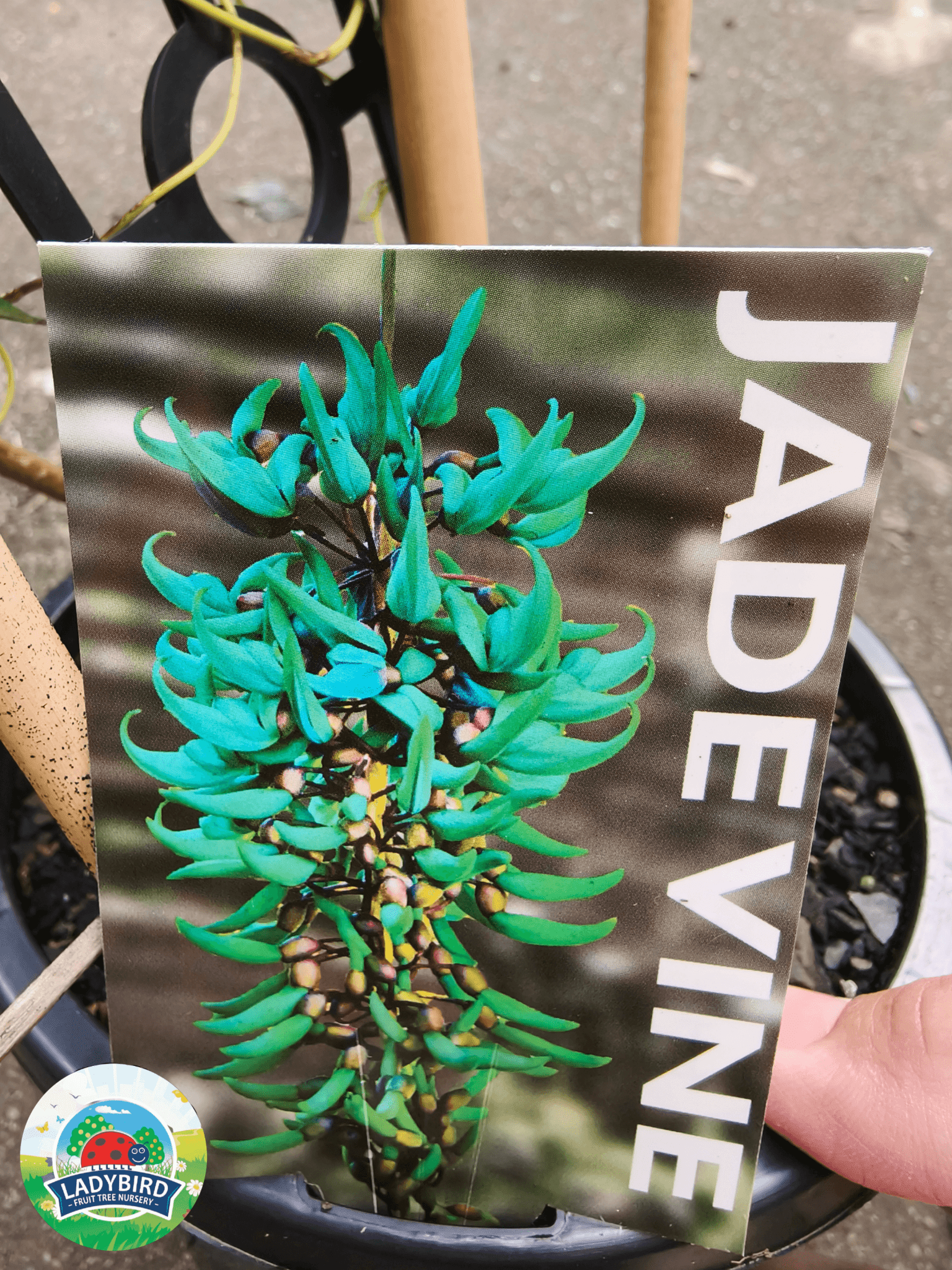 Strongylodon macrobotrys (Jade Vine) - Ladybird Nursery