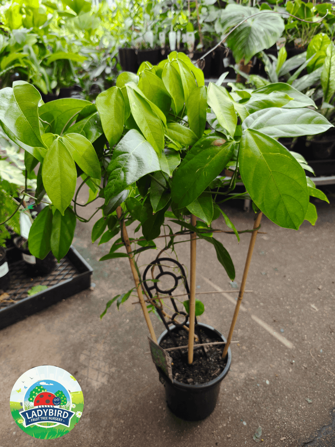 Strongylodon macrobotrys (Jade Vine) - Ladybird Nursery