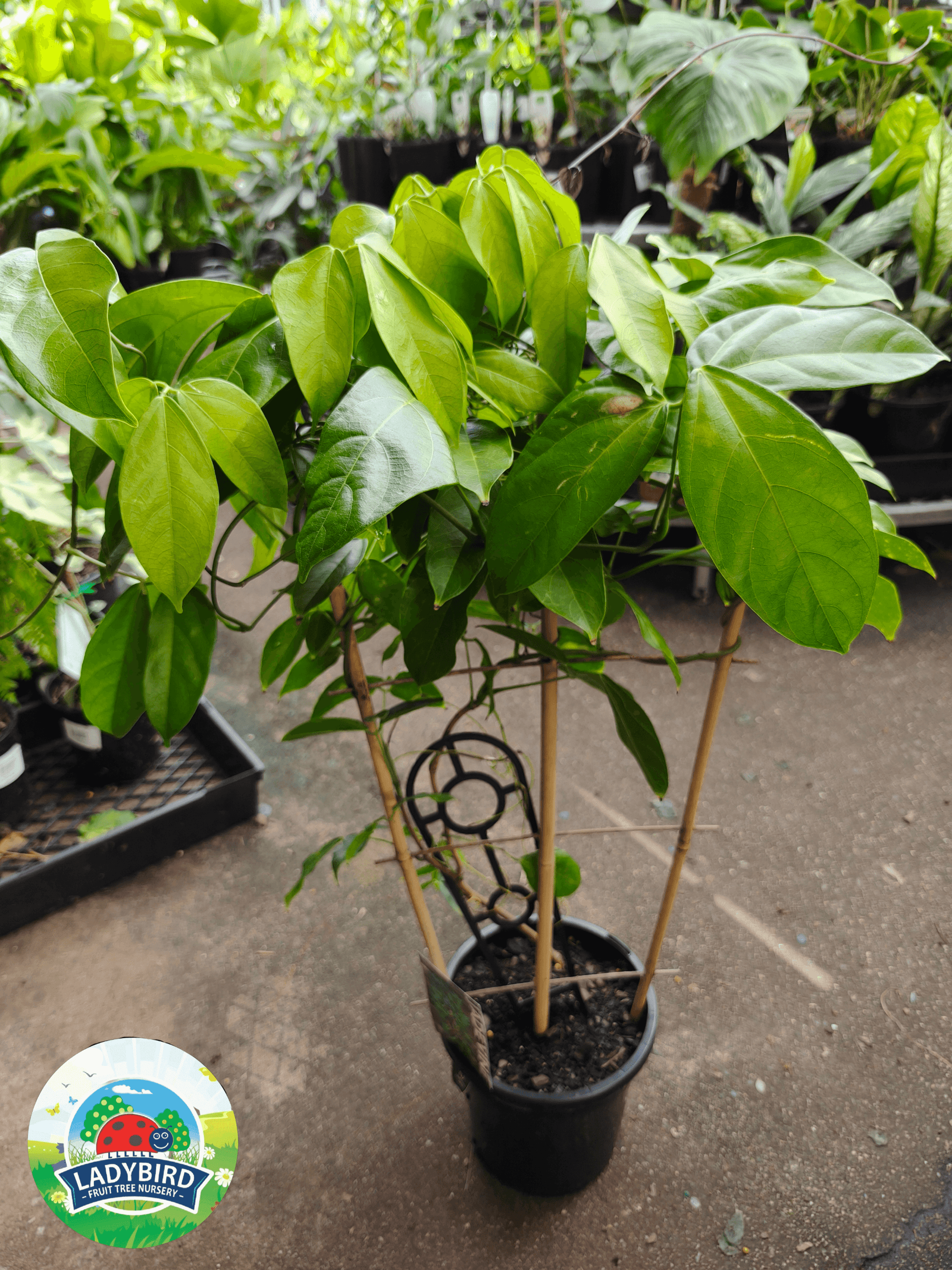 Strongylodon macrobotrys (Jade Vine)