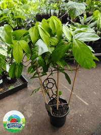 Strongylodon macrobotrys (Jade Vine) - Ladybird Nursery