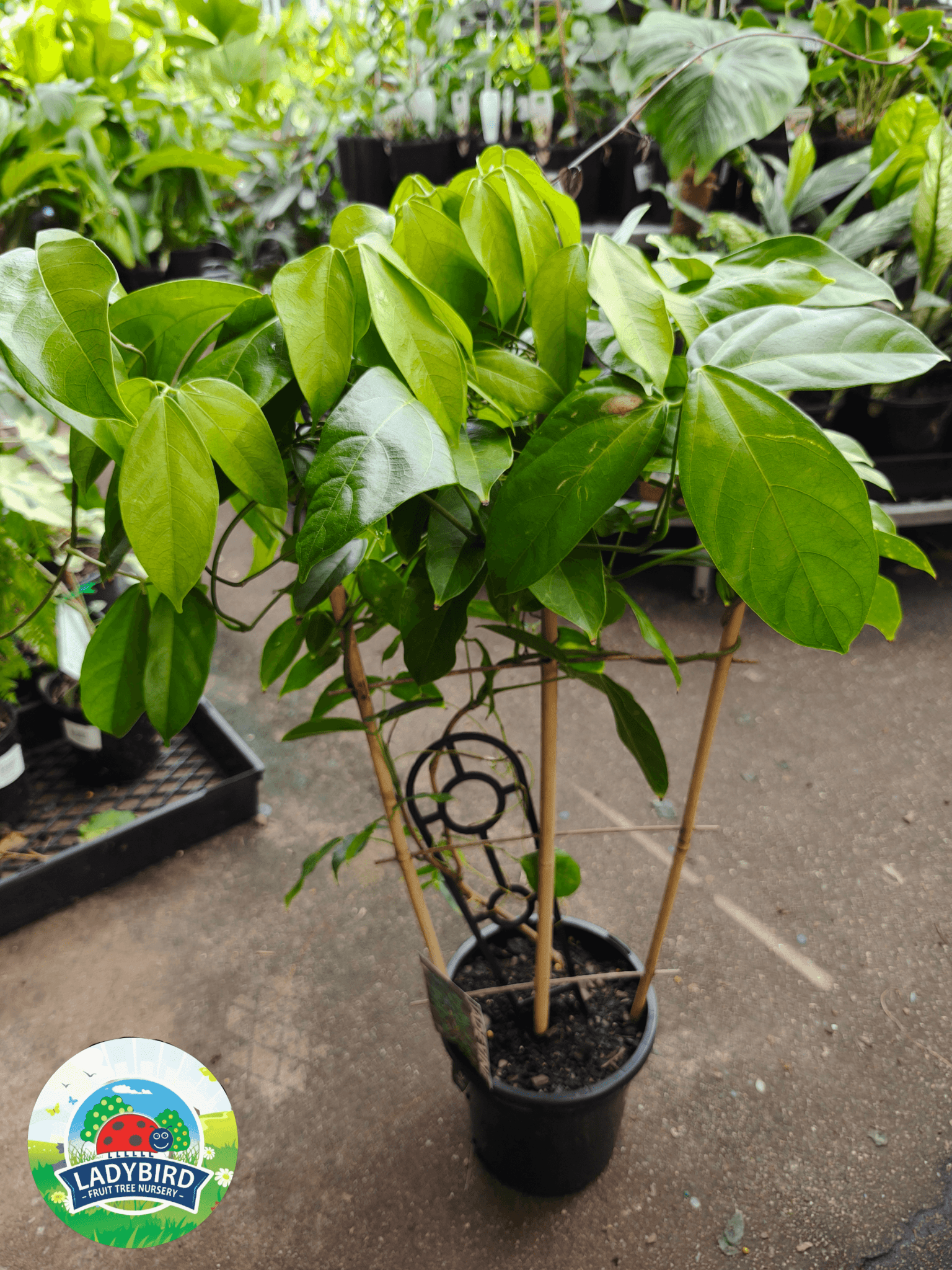 Strongylodon macrobotrys (Jade Vine) - Ladybird Nursery