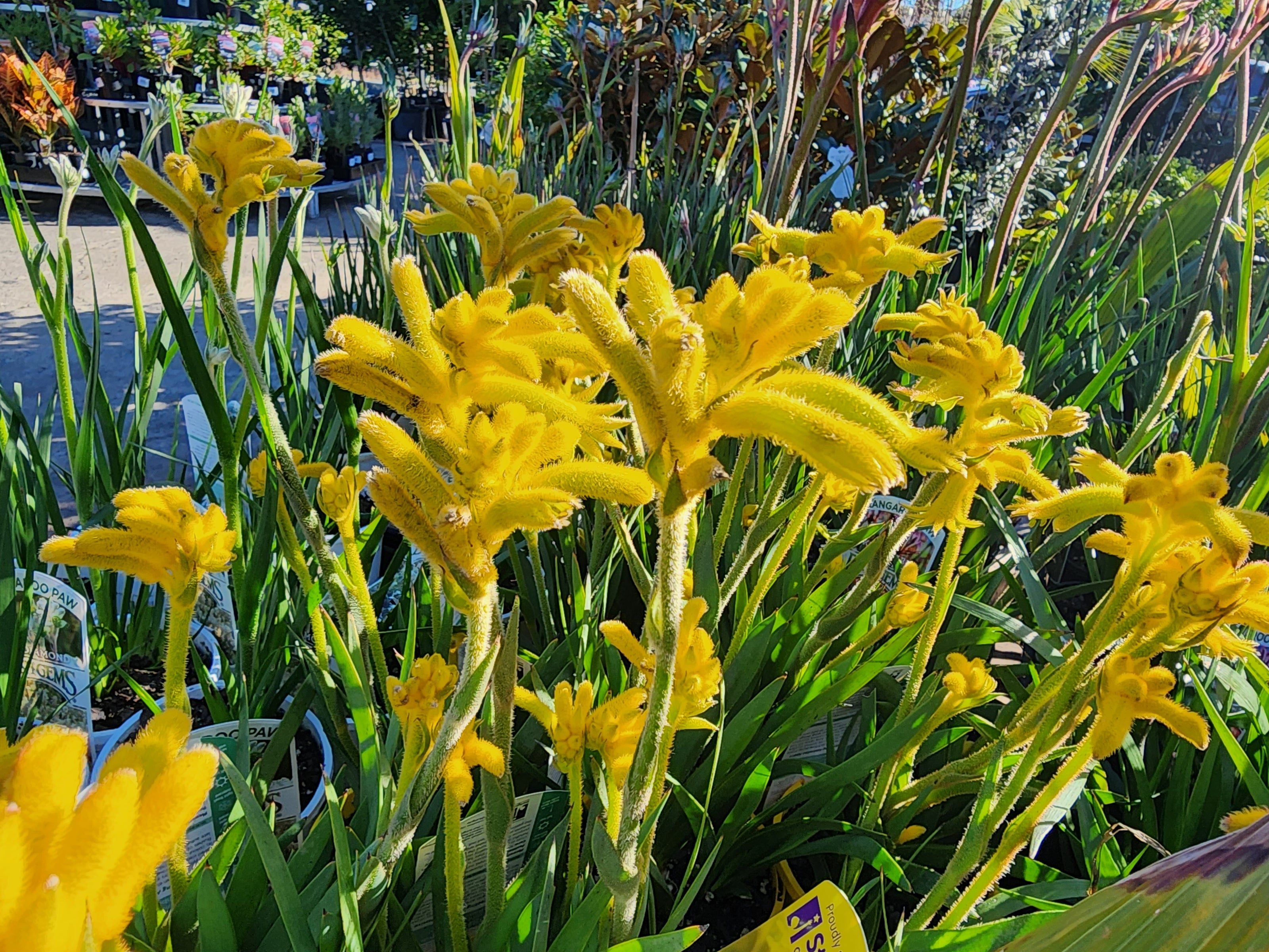 Bright yellow Kangaroo Paw flowers with fuzzy tubular petals and long green leaves in an outdoor garden setting