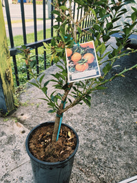 Kumquat Chinotto (QLD Only)