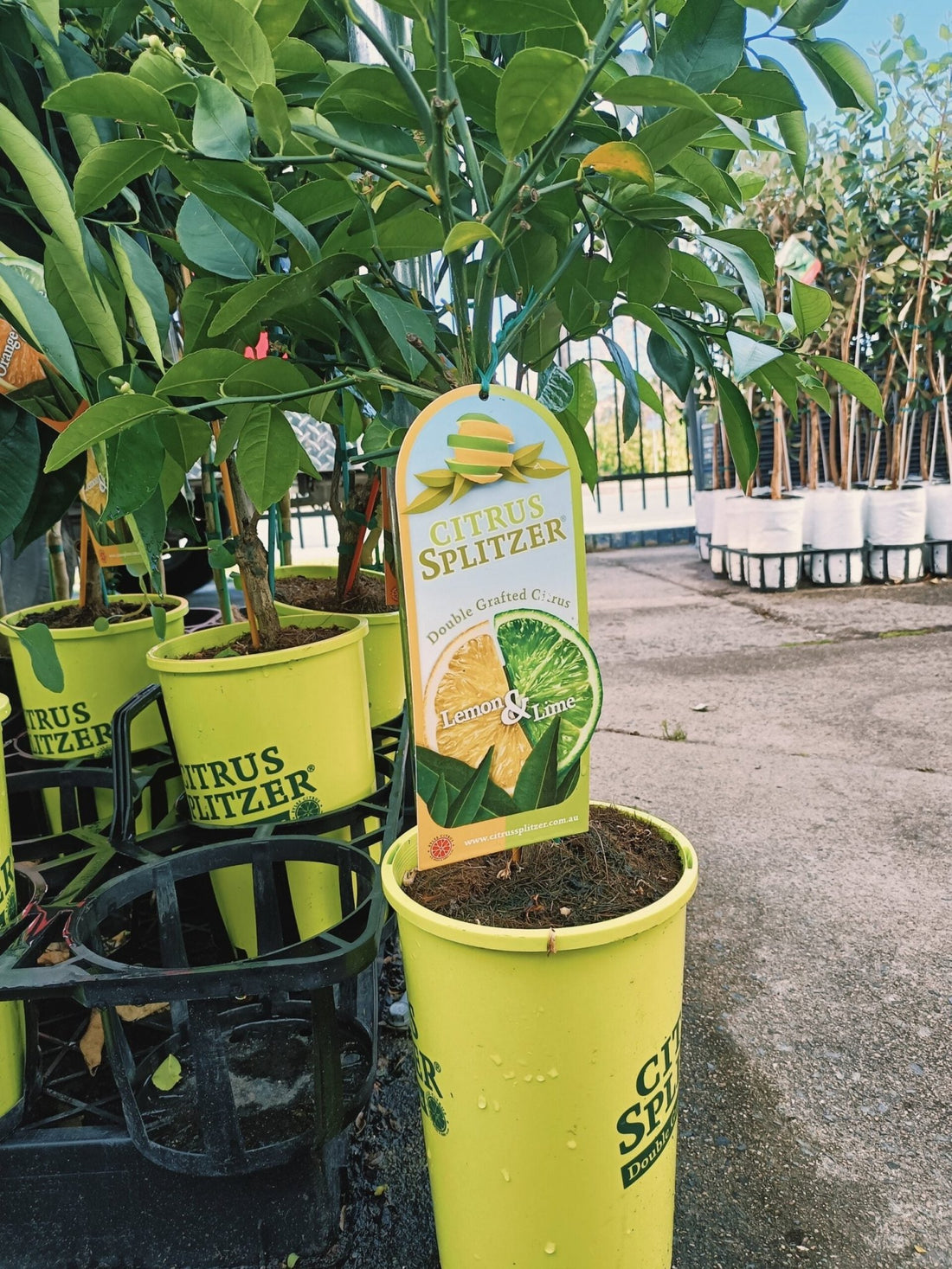 Lemon & Lime Tree (QLD Only) - Ladybird Nursery