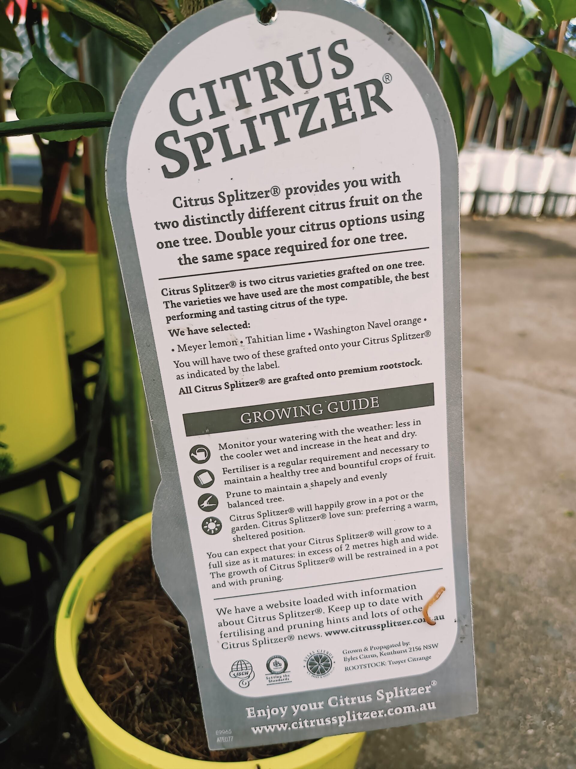 Lemon &amp; Lime Tree