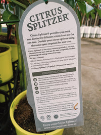 Lemon &amp; Lime Tree